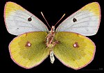 Colias phicomone, ♀