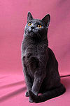 Chartreux