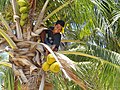 Tanaman kelapa di Pulau Selayar bagian ujung selatan (Appatanah)