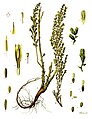 Хоросан (Artemisia cina)