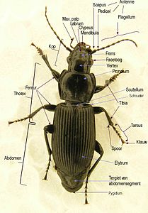 Rugaanzicht van een loopkever (Pterostichus sp.) met benamingen van een aantal zichtbare delen