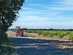 La benne à vendange amène la récolte de la vigne au chai.