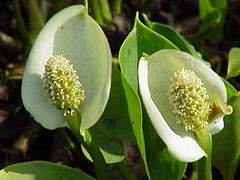 Calla palustris