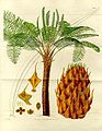 Image 12Form, leaves and reproductive structures of queen sago (Cycas circinalis) (from Tree)