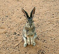 Lapin vue de face, assis sur son train arrière