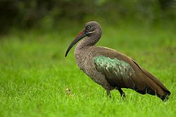 Hadeda Ibis