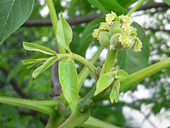 Inflorescencia femenina.