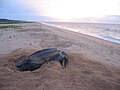 Image 19Leatherback sea turtle on the beach near the village of Galibi (from Suriname)