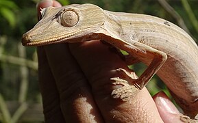 Lined Leaf-tailed Gecko at Peyrieras Reptile Reserve