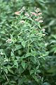 Mentha longifolia