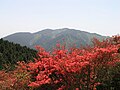 大和葛城山のツツジごしに望む金剛山（奈良県御所市）