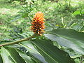 Renealmia cernua, Costa Rica (In der Nähe einer Lodge, Atlantik-Seite)