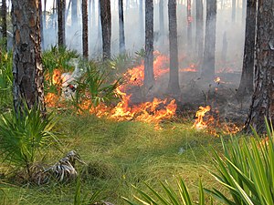 Prescribed burn of pine habitat on the island