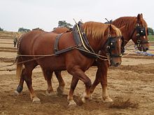 Deux chevaux alezans de profil progressent à travers un champ à labourer.