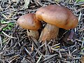 !Tricholoma fulvum!