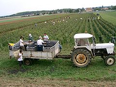 Vendanges en Bourgogne