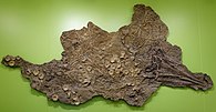 Acamptonectes fossil specimen discovered in Germany in 2005