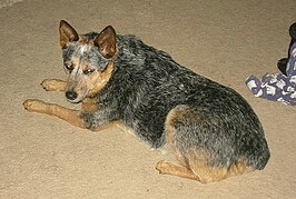 Australian stumpy tail cattle dog