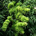 Witches' broom on bamboo (Dendrocalamus strictus)