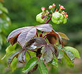 Jatropha gossypiifolia a Hyderabad, India.