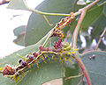 Caterpillar at fourth stage of growth. Its recently shed third stage skin is visible beside it