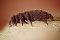 Collembola (springstert)