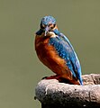 Jégmadár (Alcedo atthis)