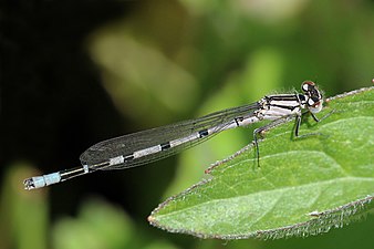 Un immature mâle, dans la réserve naturelle de Dry Sandford Pit en Angleterre.