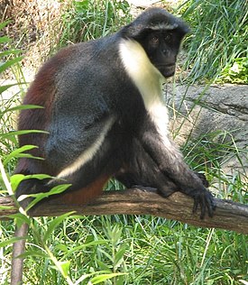 Dianamarakatti (Cercopithecus diana)