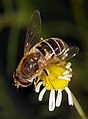 Eristalis (Syrphidae), una mosca qu'asonsaña a una abeya.