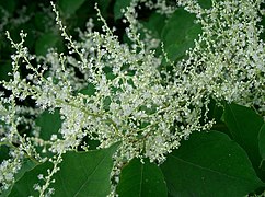 Photographie en couleur d'une panicule de petites fleurs blanches avec des anthères exsertes et de minuscules tépales.