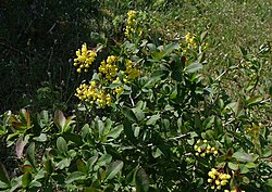 Harilik kukerpuu Berberis vulgaris