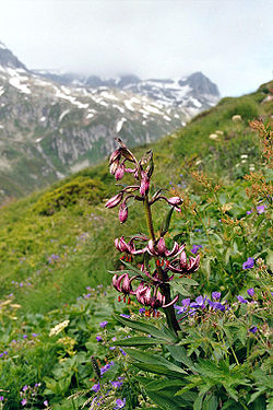 Varjolilja (Lilium martagon)