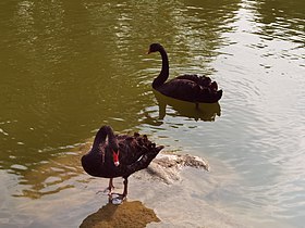 Angsa-angsa yang ada di Danau Mei