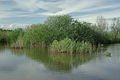 Voir Phragmites australis et Salix Oasi WWF Palude Busatello à Gazzo Veronese Italie