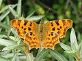 Polygonia c-album