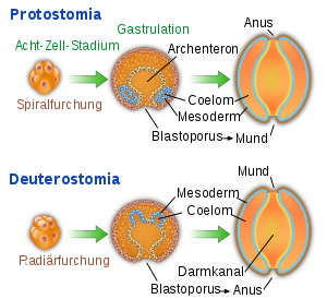 Verschil in gastrulatie tussen Protostomia versus Deuterostomia