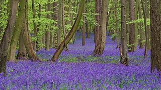 Sous-bois du parc de Pryor's Wood, Stevenage, Angleterre.