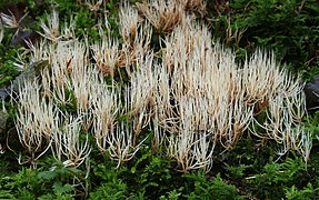 Pterula multifida (Pterulaceae)