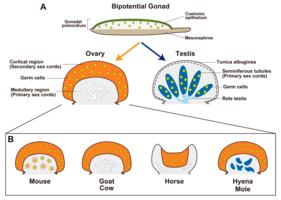 Seksuele differentiatie van bipotentiële geslachtsklieren en de histologische variaties van gonaden bij de aangegeven soort. Muis, geit en koe, paard, hyena en mol. sex cords=geslachtsstrengen.