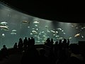 日本东京葛西临海公园的观赏用鲔鱼