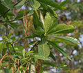 Leaves in Hyderabad, India.