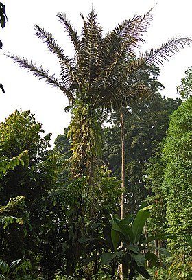 Palmeira-do-açúcar (Arenga pinnata)