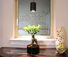 A small ficus plant being grown under a black LED light fixture emitting warm white light.