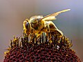 Honeybee collecting pollen at Pollination by Jon Sullivan