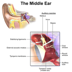 Middle ear.