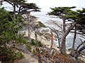 Monterey-ciprusok