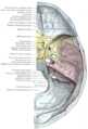 Base du crâne (face endocrânienne).