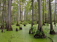 Cache River State Natural Area