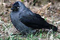 Csóka (Corvus monedula)